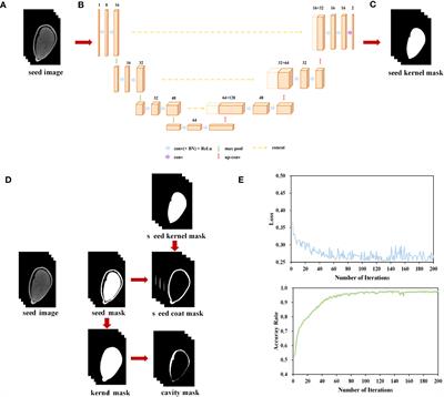 Research on the evolutionary history of the morphological structure of cotton seeds: a new perspective based on high-resolution micro-CT technology